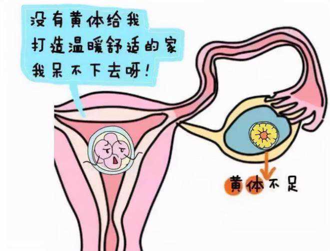 上海嘉会国际医院供卵试管成功率多少钱